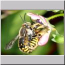 Anthidium manicatum - Grosse Wollbiene 04 Paarung - Garten.jpg
